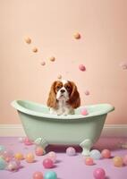 Cute Cavalier King Charles Spaniel dog in a small bathtub with soap foam and bubbles, cute pastel colors, . photo