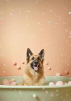 Cute Belgian shepherd dog in a small bathtub with soap foam and bubbles, cute pastel colors, . photo