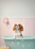 Cute Cavalier King Charles Spaniel dog in a small bathtub with soap foam and bubbles, cute pastel colors, . photo