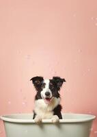Cute Border collie dog in a small bathtub with soap foam and bubbles, cute pastel color, . photo