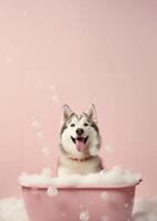 Cute Siberian Husky dog in a small bathtub with soap foam and bubbles, cute pastel colors, . photo