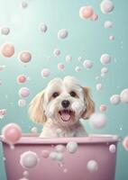 Cute Havanese dog in a small bathtub with soap foam and bubbles, cute pastel colors, . photo