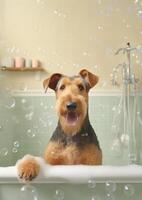 Cute Airedale Terrier dog in a small bathtub with soap foam and bubbles, cute pastel colors, . photo