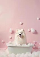 Cute American Eskimo dog in a small bathtub with soap foam and bubbles, cute pastel colors, . photo