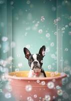 Cute Boston Terrier dog in a small bathtub with soap foam and bubbles, cute pastel colors, . photo