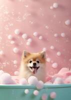 Cute pomeranian dog in a small bathtub with soap foam and bubbles, cute pastel colors, . photo