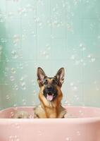 Cute german shepherd dog in a small bathtub with soap foam and bubbles, cute pastel colors, . photo