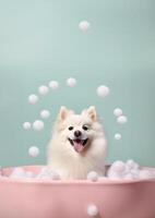 Cute American Eskimo dog in a small bathtub with soap foam and bubbles, cute pastel colors, . photo