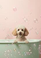 Cute poodle dog in a small bathtub with soap foam and bubbles, cute pastel colors, . photo