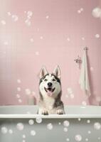 Cute Siberian Husky dog in a small bathtub with soap foam and bubbles, cute pastel colors, . photo