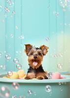 Cute Yorkshire Terrier dog in a small bathtub with soap foam and bubbles, cute pastel colors, . photo