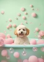 Cute Maltipoo dog in a small bathtub with soap foam and bubbles, cute pastel colors, . photo