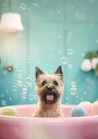 Cute cairn terrier dog in a small bathtub with soap foam and bubbles, cute pastel colors, . photo