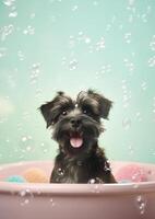 Affenpinscher dog in a small bathtub with soap foam and bubbles, . photo