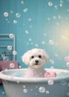 Cute maltese dog in a small bathtub with soap foam and bubbles, cute pastel colors, . photo