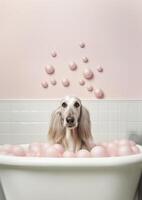 Cute Afghan Hound dog in a small bathtub with soap foam and bubbles, cute pastel colors, . photo