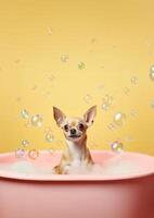 Cute chihuahua dog in a small bathtub with soap foam and bubbles, cute pastel colors, . photo