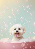 Cute maltese dog in a small bathtub with soap foam and bubbles, cute pastel colors, . photo