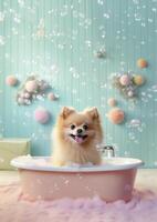 Cute pomeranian dog in a small bathtub with soap foam and bubbles, cute pastel colors, . photo