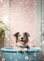 Cute Australian Shepherd dog in a small bathtub with soap foam and bubbles, cute pastel colors, . photo
