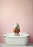 Cute Afghan Hound dog in a small bathtub with soap foam and bubbles, cute pastel colors, . photo