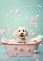 Cute Maltipoo dog in a small bathtub with soap foam and bubbles, cute pastel colors, . photo