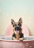 Cute german shepherd dog in a small bathtub with soap foam and bubbles, cute pastel colors, . photo