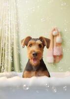 Cute Airedale Terrier dog in a small bathtub with soap foam and bubbles, cute pastel colors, . photo