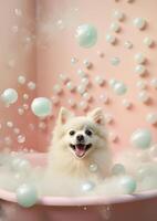 Cute pomeranian dog in a small bathtub with soap foam and bubbles, cute pastel colors, . photo