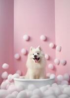 Cute Samoyed dog in a small bathtub with soap foam and bubbles, cute pastel colors, . photo