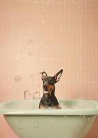 Cute doberman dog in a small bathtub with soap foam and bubbles, cute pastel colors, . photo