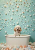 Cute poodle dog in a small bathtub with soap foam and bubbles, cute pastel colors, . photo