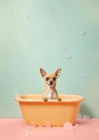 Cute chihuahua dog in a small bathtub with soap foam and bubbles, cute pastel colors, . photo