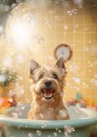 Cute cairn terrier dog in a small bathtub with soap foam and bubbles, cute pastel colors, . photo