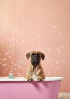 Cute bullmastiff dog in a small bathtub with soap foam and bubbles, cute pastel colors, . photo