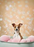 Cute Basenji dog in a small bathtub with soap foam and bubbles, cute pastel colors, . photo