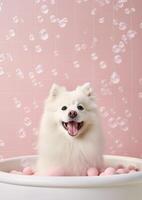 Cute American Eskimo dog in a small bathtub with soap foam and bubbles, cute pastel colors, . photo