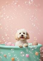 Cute Maltipoo dog in a small bathtub with soap foam and bubbles, cute pastel colors, . photo