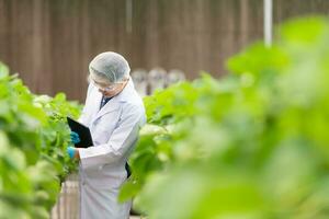 científicos son examinando el crecimiento de fresas crecido con científico tecnología en un cerrado fresa jardín foto