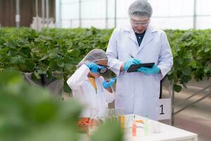 In the closed strawberry garden, a young scientist conducts a strawberry nutrient production experiment with her science class. photo