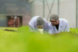 científicos son conductible investigación y desarrollo en el cultivo de orgánico vegetales en un cerrado granja. foto