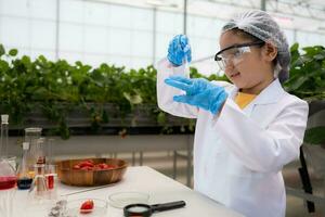 en el cerrado fresa jardín, un joven científico conduce un fresa nutritivo producción experimentar con su Ciencias clase. foto