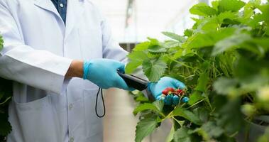 Scientists are checking the quality of strawberries with scientific measurement technology. In the closed strawberry garden photo