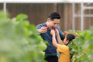 A father and daughter visit an organic strawberry garden on a closed farm. Have fun picking strawberries together. photo