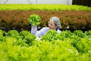 Scientists are conducting research and development on the cultivation of organic vegetables in a closed farm. photo