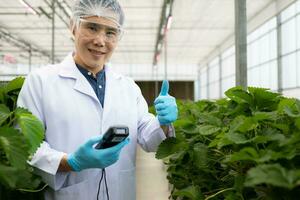 científicos son comprobación el calidad de fresas con científico medición tecnología. en el cerrado fresa jardín foto