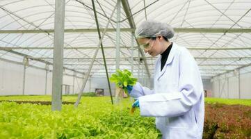 científicos son conductible investigación y desarrollo en el cultivo de orgánico vegetales en un cerrado granja. foto