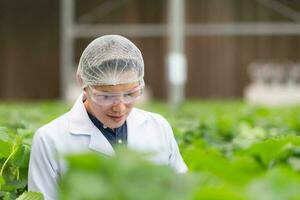 científicos son examinando el crecimiento de fresas crecido con científico tecnología en un cerrado fresa jardín foto