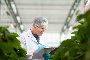 científicos son examinando el crecimiento de fresas crecido con científico tecnología en un cerrado fresa jardín foto