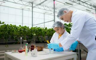 en el cerrado fresa jardín, un joven científico conduce un fresa nutritivo producción experimentar con su Ciencias clase. foto